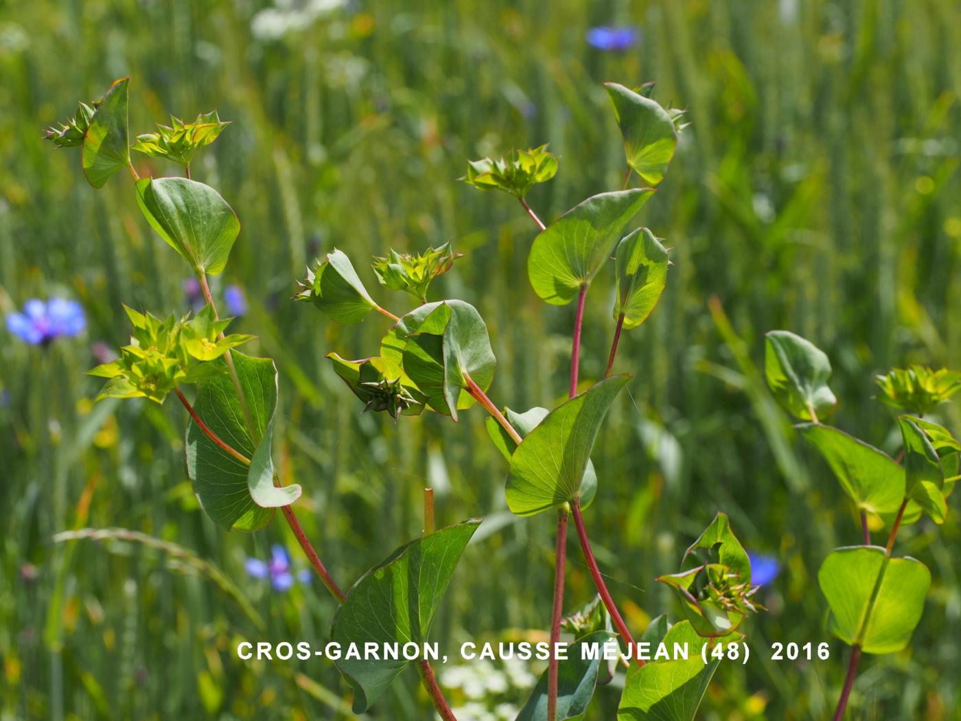 Hare's-Ear, Common plant